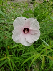 Hibiscus laevis