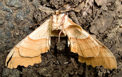 Marumba quercus