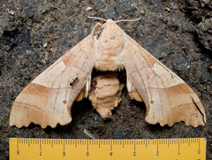 Marumba quercus