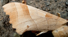 Marumba quercus