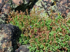 Penstemon davidsonii davidsonii