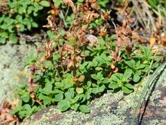 Penstemon davidsonii davidsonii