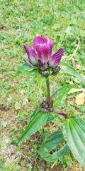 Gentiana pannonica