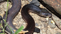 Pseudoboa nigra