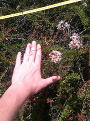 Eriogonum fasciculatum foliolosum