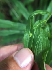 Asphondylia solidaginis