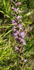 Liatris spicata spicata
