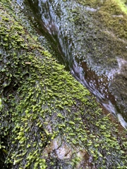 Hygrohypnella ochracea