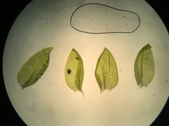 Hygrohypnella ochracea