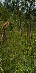 Liatris spicata spicata