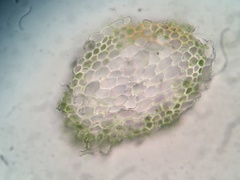 Hygrohypnella ochracea