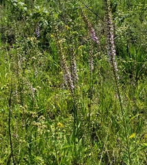 Liatris spicata spicata