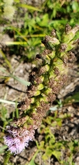 Liatris spicata spicata