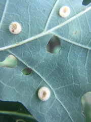 Neuroterus umbilicatus