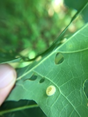 Neuroterus umbilicatus