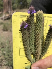 Verbena macdougalii