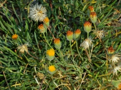 Erigeron bloomeri bloomeri