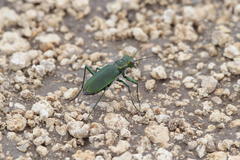 Cicindela obsoleta obsoleta