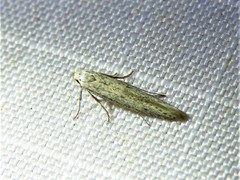 Haplochrois bipunctella