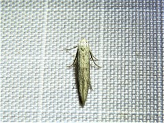 Haplochrois bipunctella