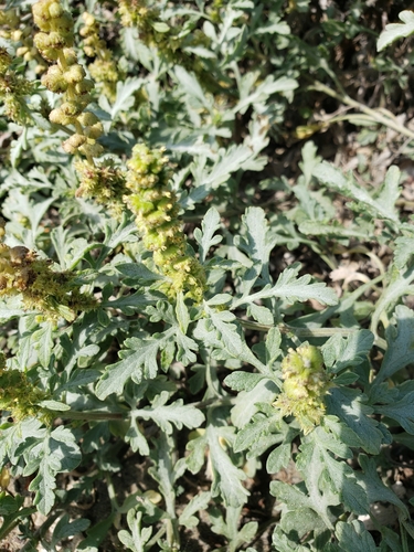 Silver bur ragweed (Ambrosia chamissonis)