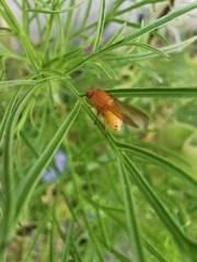 Sapromyzosoma quadricincta