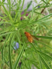 Sapromyzosoma quadricincta