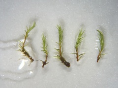 Dicranella rufescens