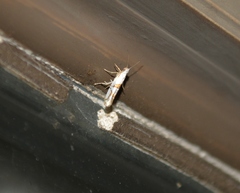 Argyresthia oreasella