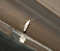Argyresthia oreasella