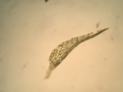 Dicranella rufescens