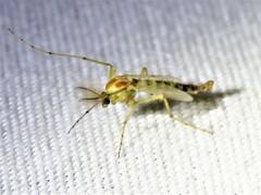 Chironomus crassicaudatus