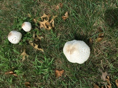Chlorophyllum molybdites