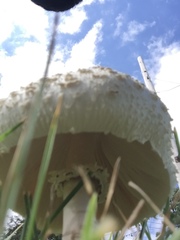 Chlorophyllum molybdites