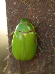 Platycoelia selanderi