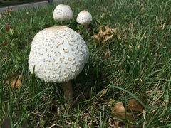 Chlorophyllum molybdites
