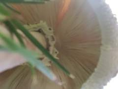 Chlorophyllum molybdites