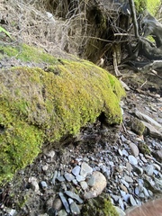 Dicranella rufescens