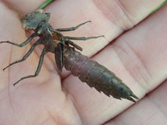 Boyeria vinosa