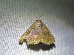 Lesmone detrahens