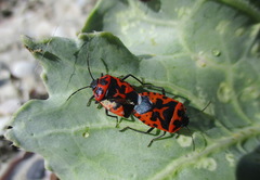 Eurydema spectabilis