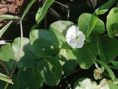 Evolvulus prostratus