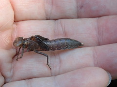 Boyeria vinosa
