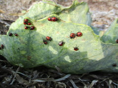 Eurydema spectabilis