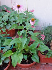 Echinacea purpurea