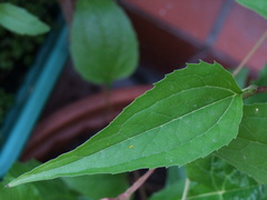 Echinacea purpurea