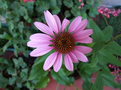 Echinacea purpurea