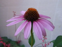 Echinacea purpurea