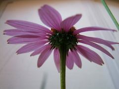 Echinacea purpurea