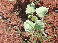 Proboscidea louisianica